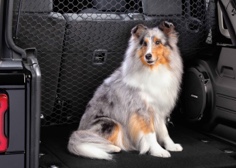 Rear Seat Dog Partition